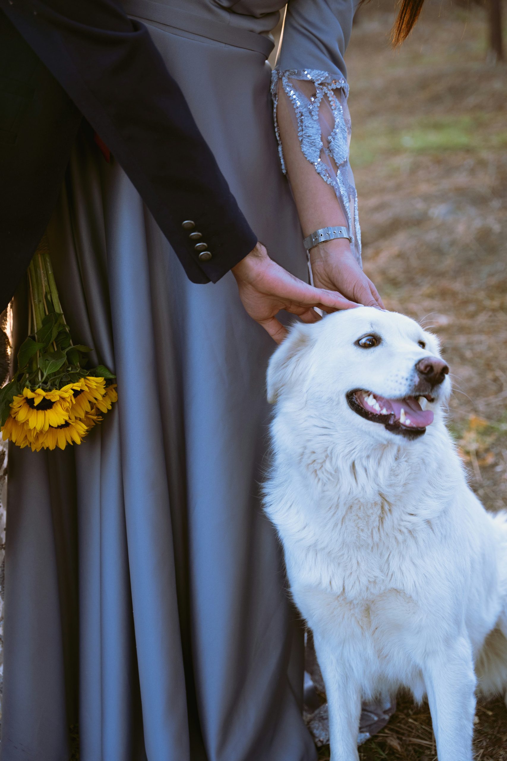 Read more about the article Promesse d’amore con le zampe accanto: come includere il tuo cane nel matrimonio