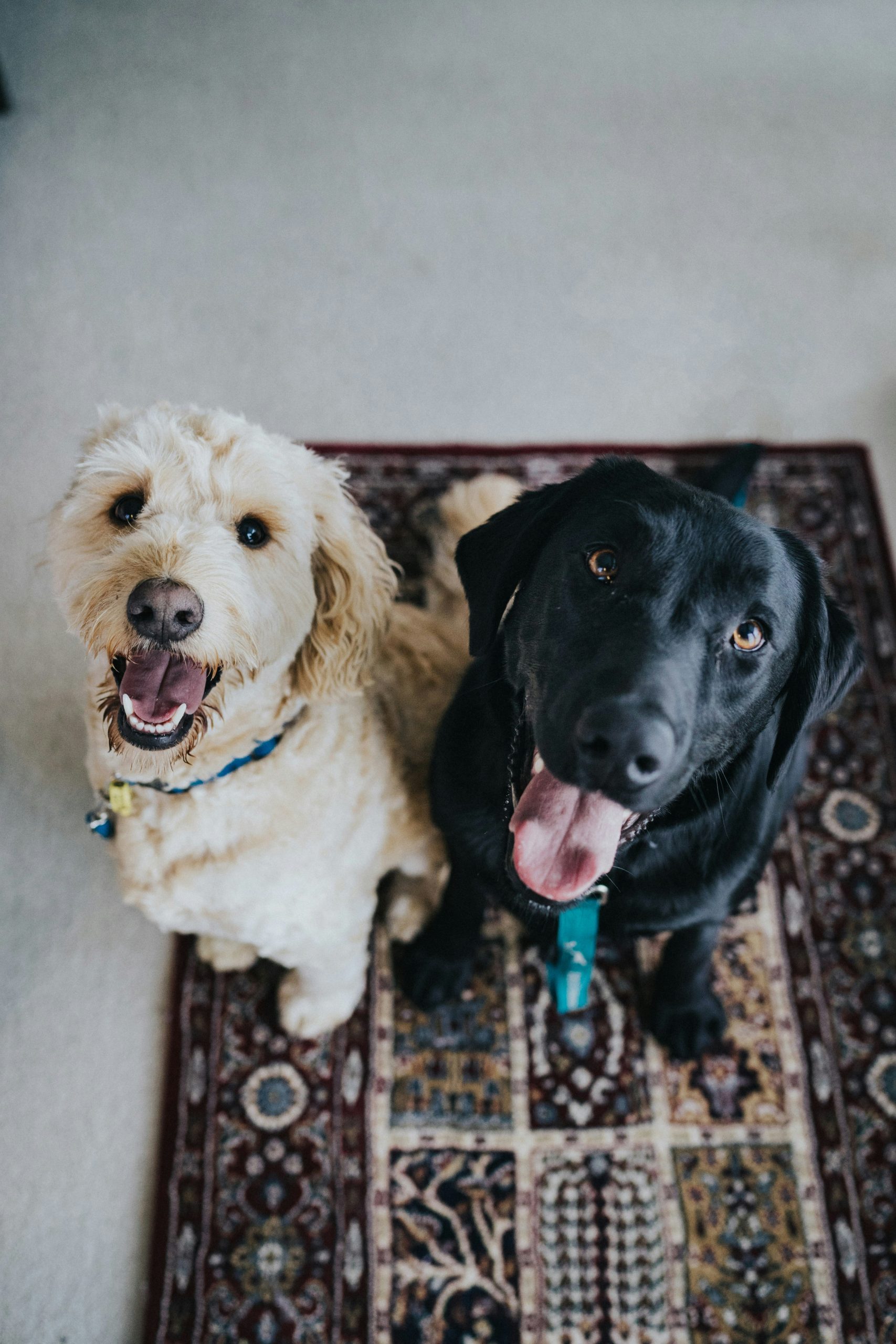 Read more about the article Siamo diventati amici grazie ai nostri animali – 10 regali personalizzati per gli animali domestici e i loro proprietari