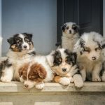 Regali personalizzati per gli amanti degli animali Porta il tuo cucciolo sempre con te!