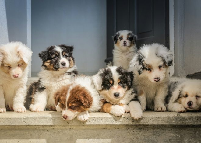 Regali personalizzati per gli amanti degli animali: Porta il tuo cucciolo sempre con te!