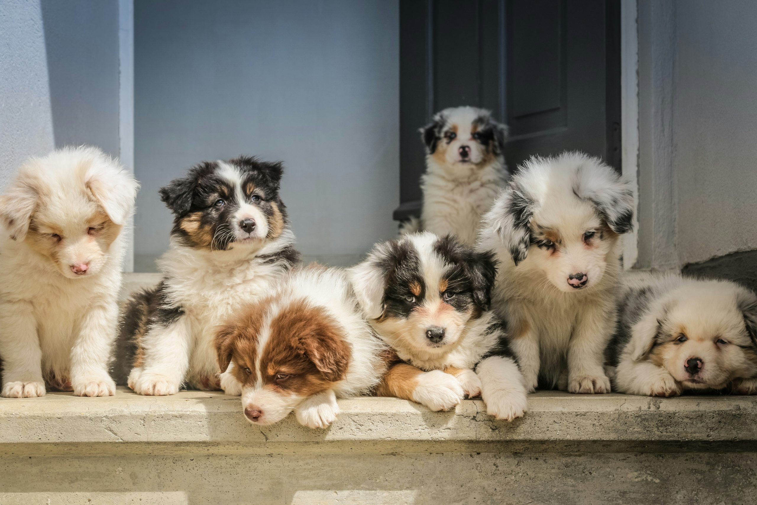 Regali personalizzati per gli amanti degli animali: Porta il tuo cucciolo sempre con te!