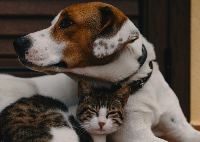 10 regali personalizzati per animali domestici nel 2026: conserva la dolcezza del tuo cane o gatto
