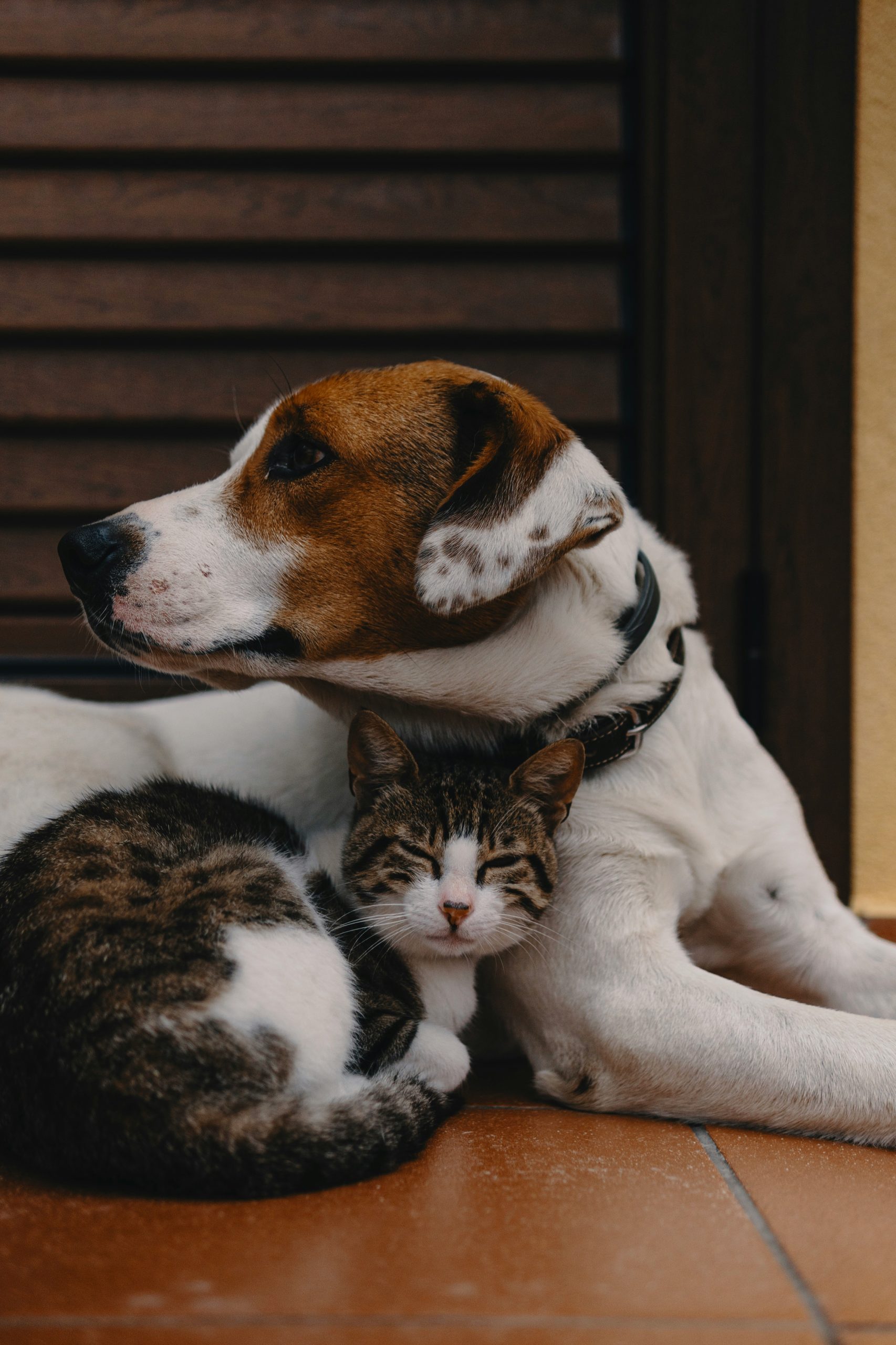 10 regali personalizzati per animali domestici nel 2026: conserva la dolcezza del tuo cane o gatto