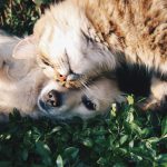 Come fare foto bellissime al tuo pet con lo smartphone 5 trucchi semplici