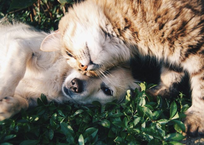 Come fare foto bellissime al tuo pet con lo smartphone: 5 trucchi semplici
