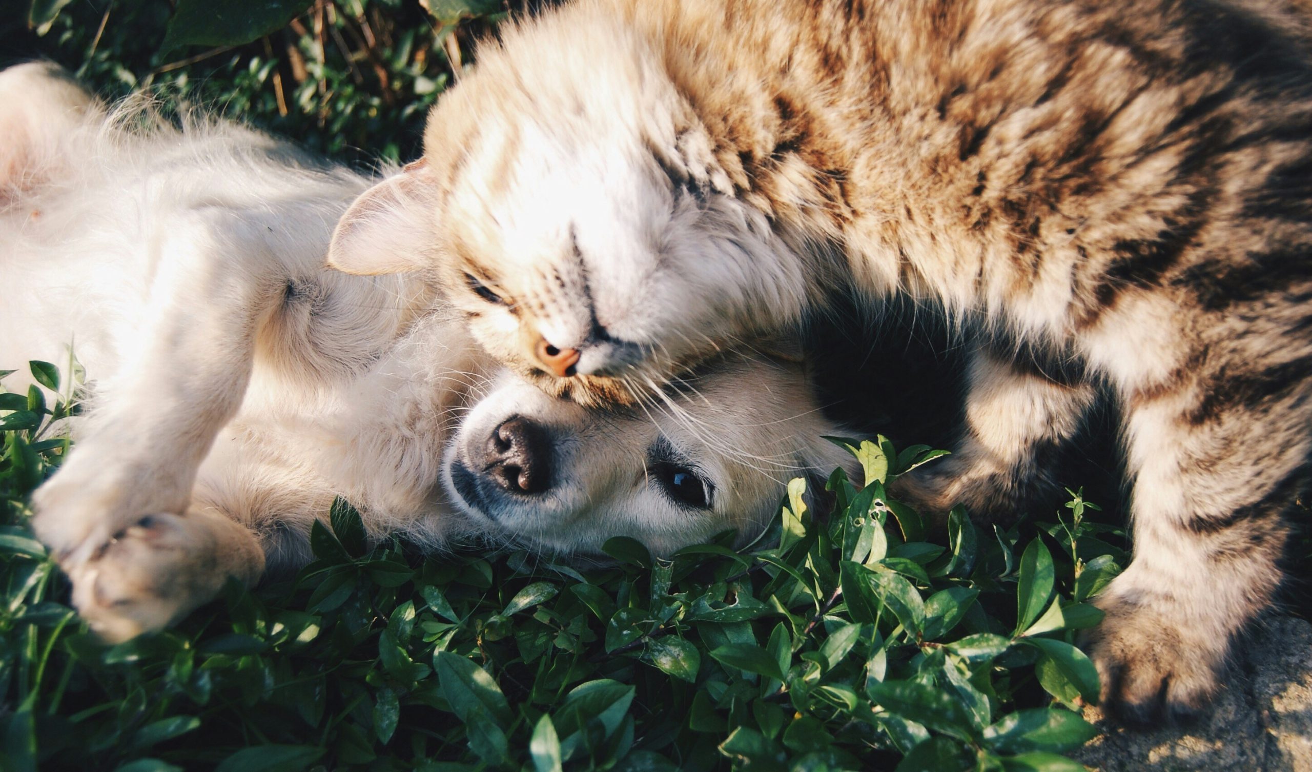 Come fare foto bellissime al tuo pet con lo smartphone: 5 trucchi semplici