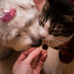 Come festeggiare il compleanno del tuo cane o gatto 4 idee semplici e bellissime