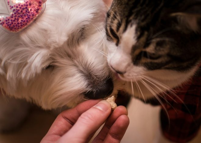 Come festeggiare il compleanno del tuo cane o gatto: 4 idee semplici e bellissime