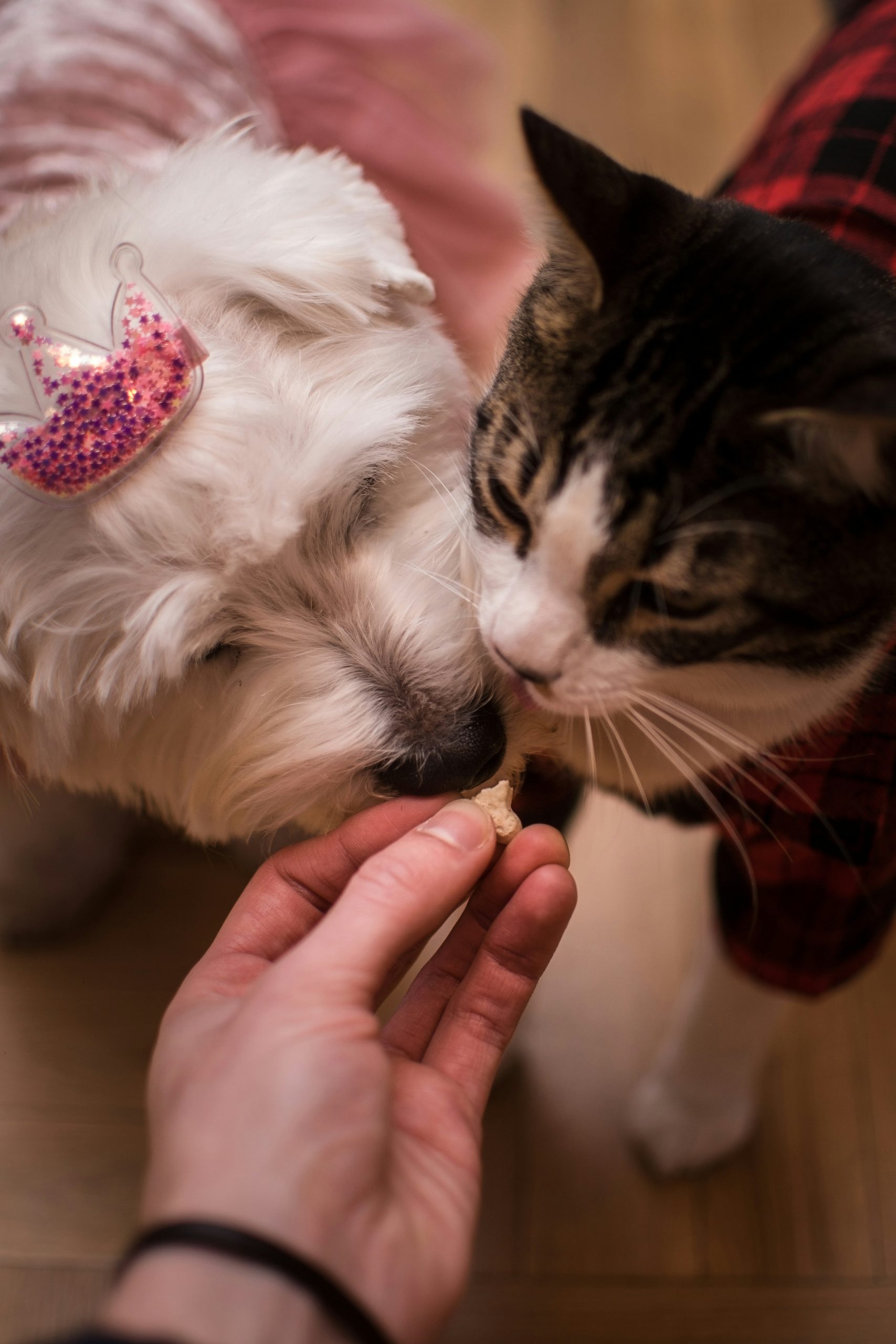 Come festeggiare il compleanno del tuo cane o gatto: 4 idee semplici e bellissime