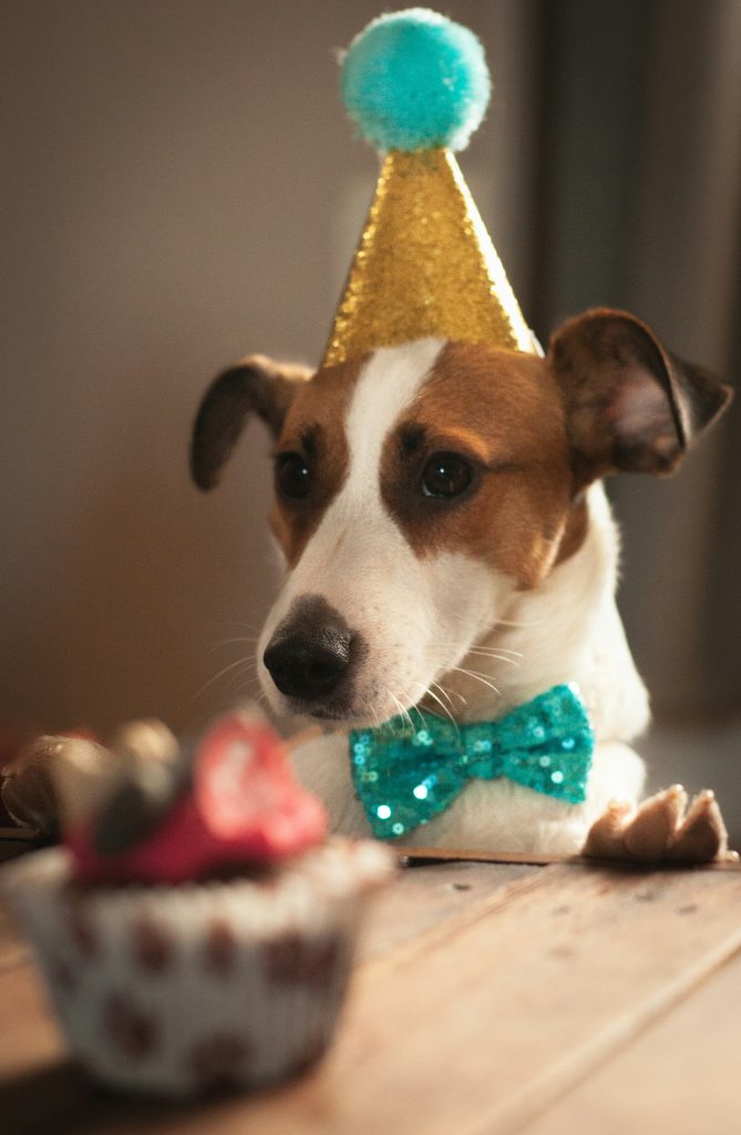 festeggiare il compleanno del tuo cane o gatto