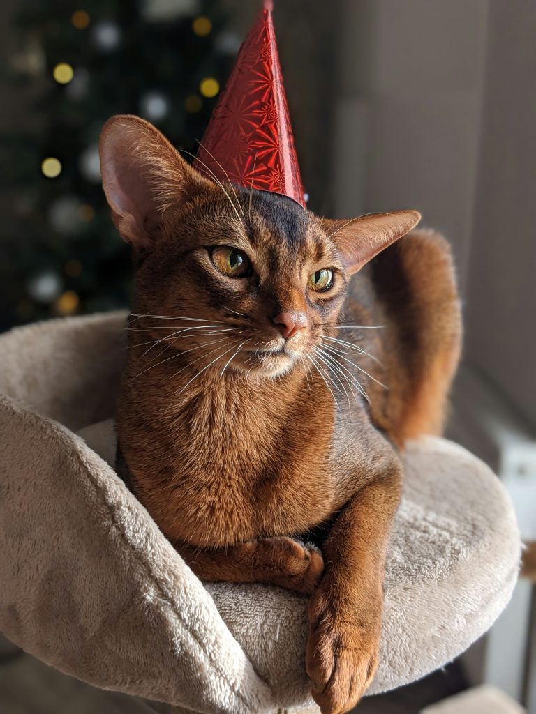 festeggiare il compleanno del tuo cane o gatto