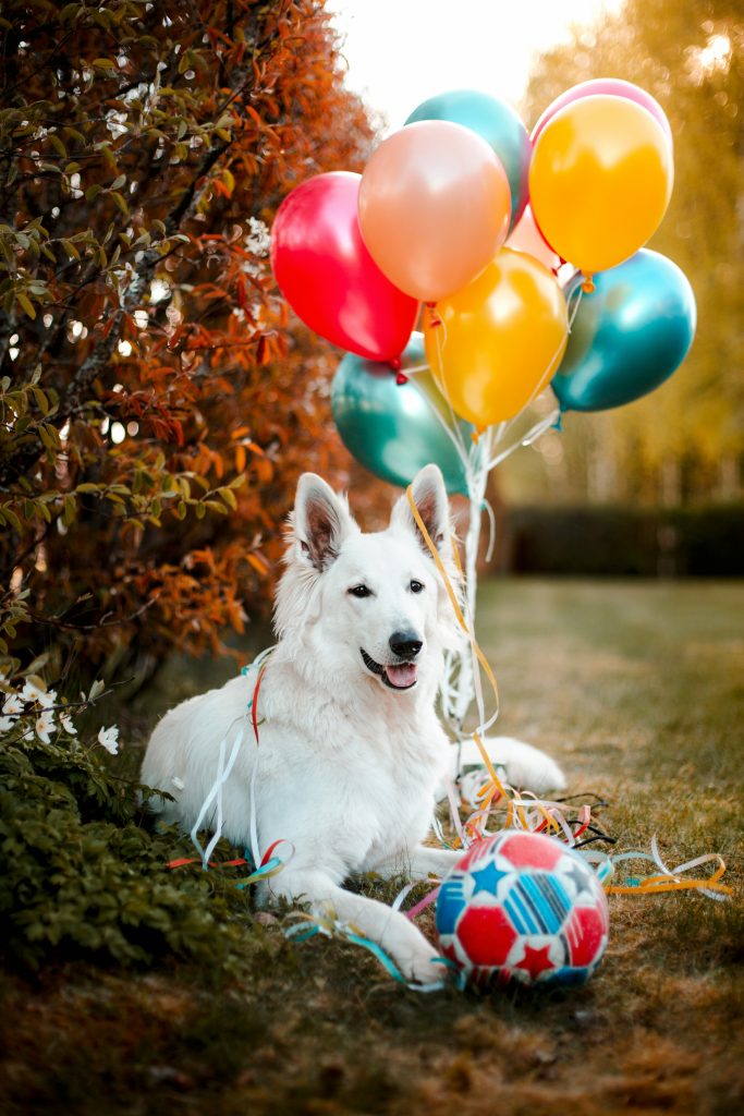 festeggiare il compleanno del tuo cane o gatto