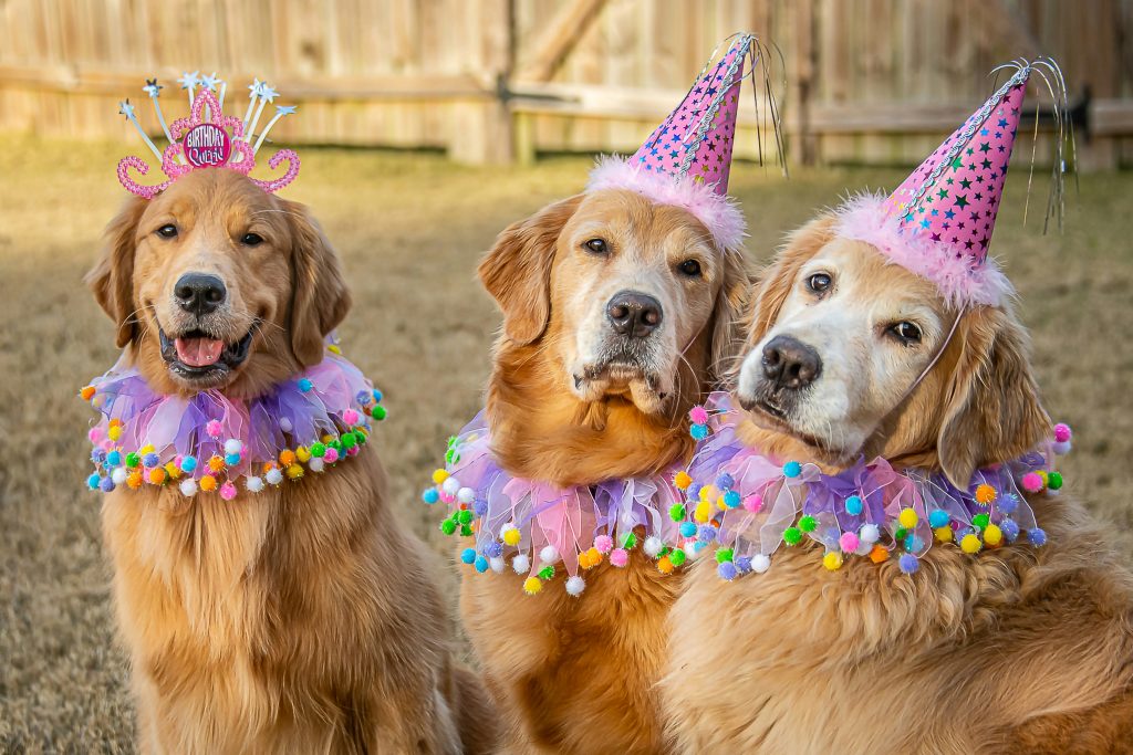 festeggiare il compleanno del tuo cane o gatto